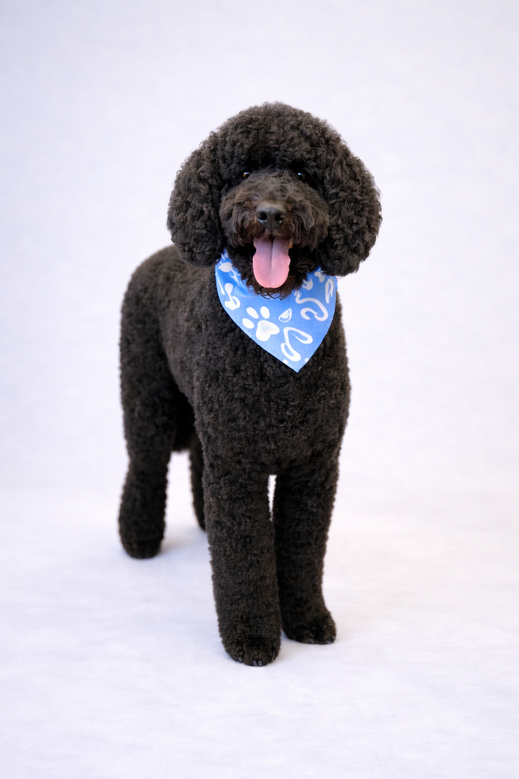 dog grooming sanford