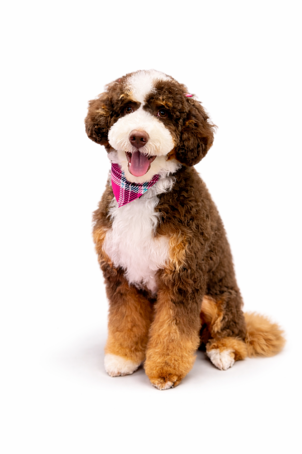 dog grooming sanford