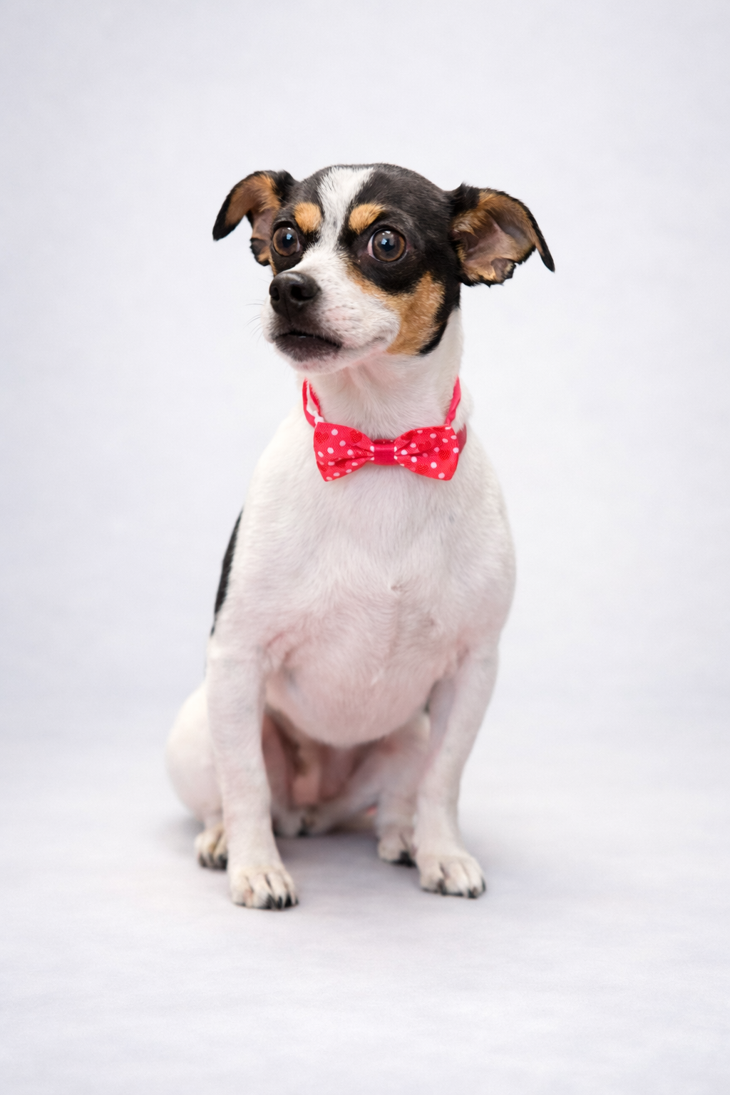 dog grooming sanford