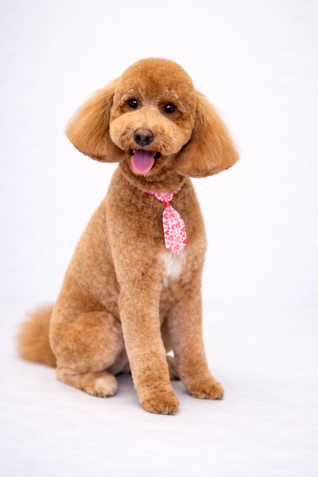 dog grooming sanford