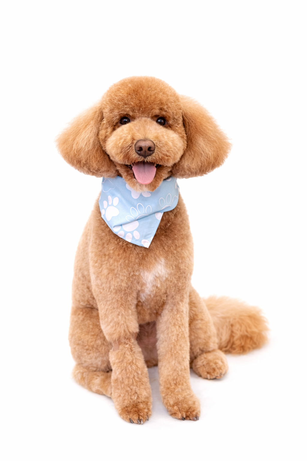 dog grooming sanford