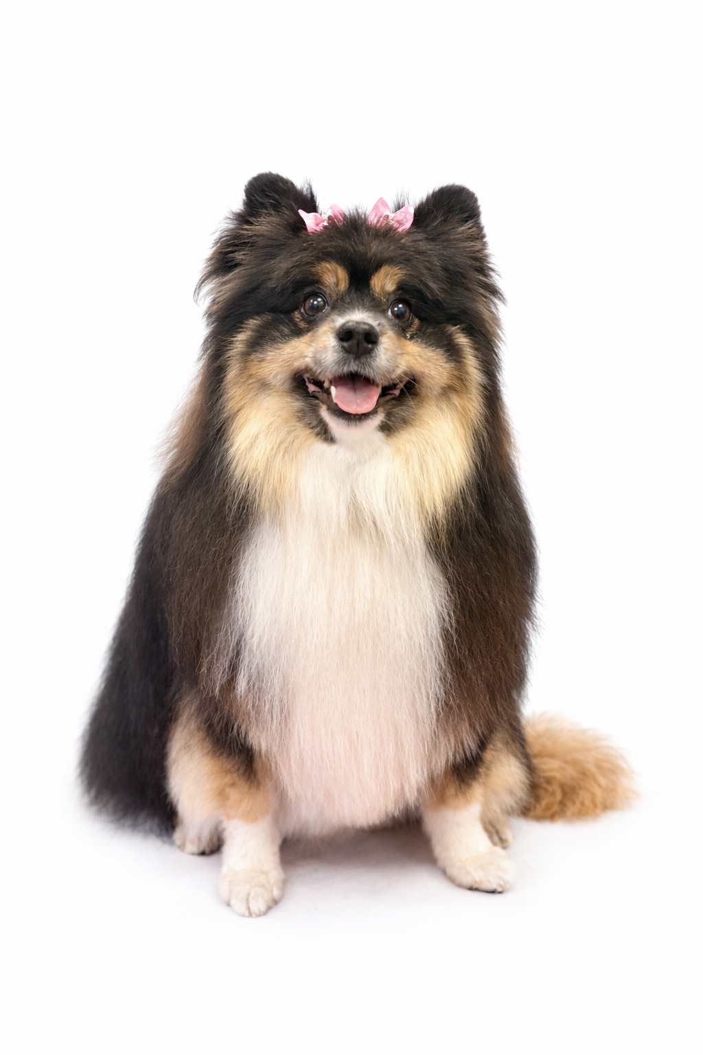 dog grooming sanford