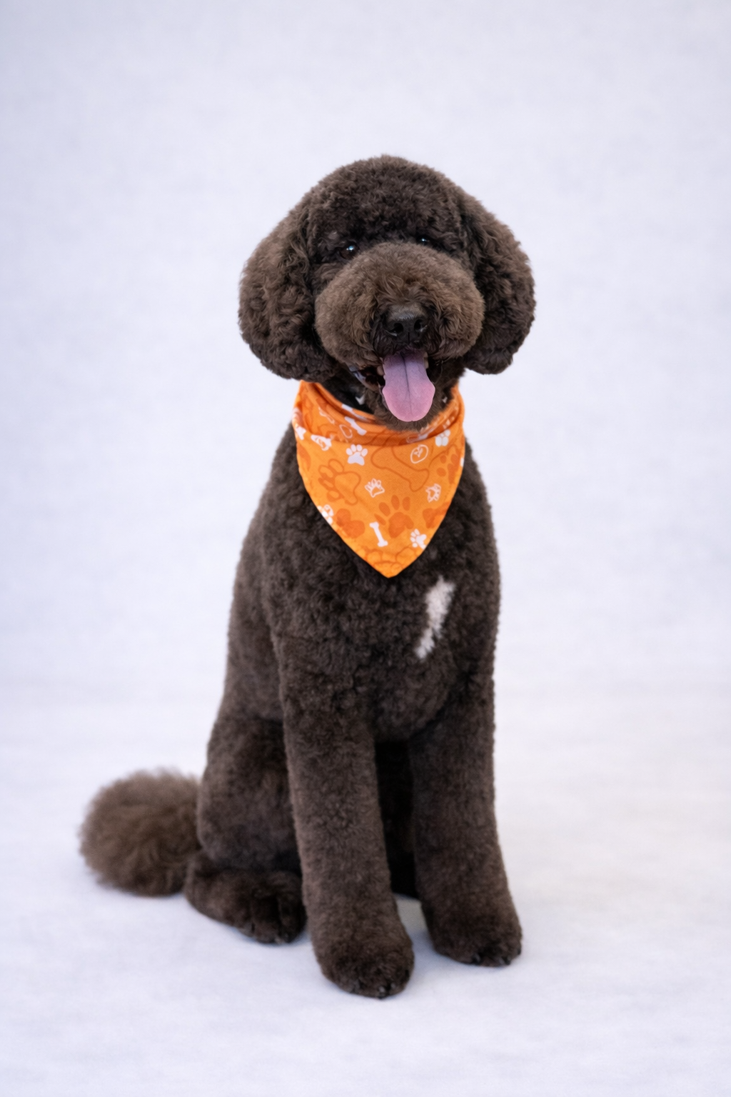 dog grooming sanford