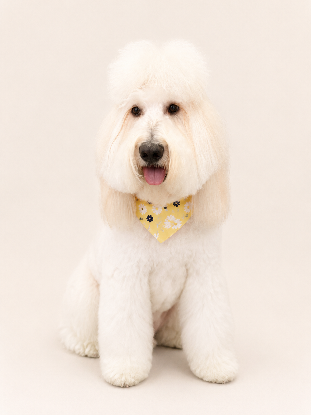 dog grooming bath and brusg